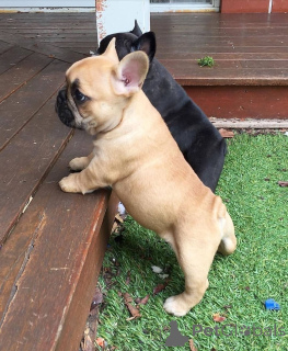 Foto №3. Französische Bulldoggenwelpen. Schweden