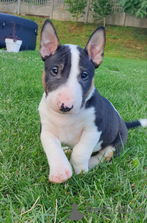 Foto №2 zu Ankündigung № 62338 zu verkaufen bullterrier - einkaufen Polen züchter