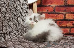 Foto №1. selkirk rex shorthair - zum Verkauf in der Stadt Brüssel | 500€ | Ankündigung № 164262