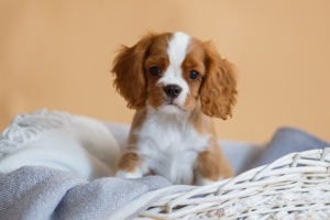 Foto №2 zu Ankündigung № 1441 zu verkaufen cavalier king charles spaniel - einkaufen Russische Föderation züchter