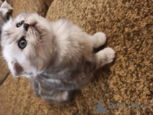 Zusätzliche Fotos: Verkauf von Kätzchen