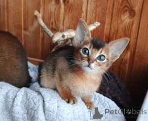 Foto №1. abessinierkatze - zum Verkauf in der Stadt Baden-Baden | 350€ | Ankündigung № 173512