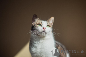 Foto №2 zu Ankündigung № 159179 zu verkaufen  - einkaufen Russische Föderation aus dem tierheim