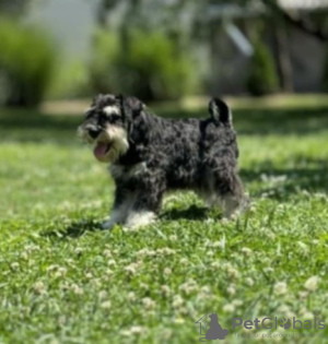 Foto №1. schnauzer - zum Verkauf in der Stadt Bačka Topola | 150€ | Ankündigung № 108884