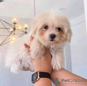 Foto №3. Maltipoo-Welpen suchen ein neues Zuhause. Business WhatsApp 37062044902. Schweiz