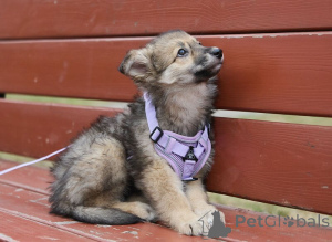 Foto №4. Ich werde verkaufen mischlingshund in der Stadt Москва.  - preis - Frei