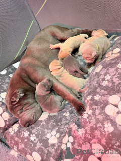 Foto №4. Ich werde verkaufen shar-pei in der Stadt Affalterbach. quotient 	ankündigung - preis - 380€