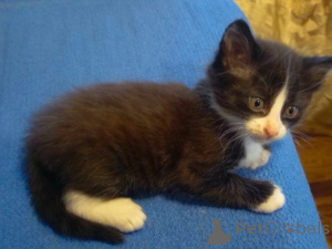 Foto №2 zu Ankündigung № 138246 zu verkaufen  - einkaufen Aserbaidschan quotient 	ankündigung