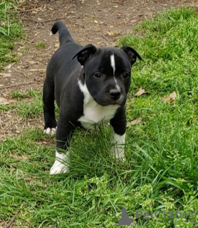 Foto №1. staffordshire bull terrier - zum Verkauf in der Stadt Дублин | Frei | Ankündigung № 124156