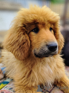 Foto №1. do khyi - zum Verkauf in der Stadt Dnipro | 1594€ | Ankündigung № 140138