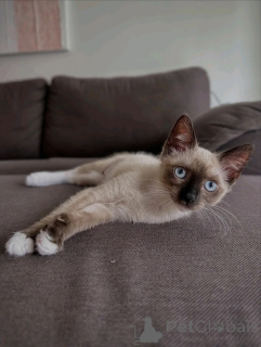 Foto №3. Entzückende reinrassige Siamkatze, bereit für ein ewiges Zuhause. Niederlande