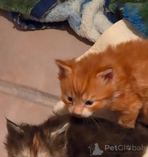 Foto №1. maine-coon-katze - zum Verkauf in der Stadt Lichtenberg | 580€ | Ankündigung № 176004
