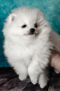 Zusätzliche Fotos: Pomeranian shpitz, White, boy
