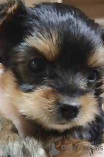 Foto №2 zu Ankündigung № 69330 zu verkaufen yorkshire terrier - einkaufen Usbekistan züchter