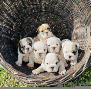 Foto №1. englische bulldogge - zum Verkauf in der Stadt Leipzig | 350€ | Ankündigung № 110828