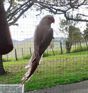 Foto №4. Ich werde verkaufen singapura in der Stadt Bregenz. züchter - preis - 150€