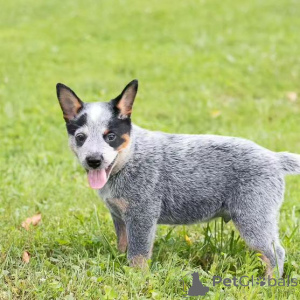 Foto №4. Ich werde verkaufen australian cattle dog in der Stadt Baltimore.  - preis - Frei