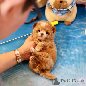 Foto №1. maltipu - zum Verkauf in der Stadt Florida | 425€ | Ankündigung № 152210