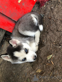 Zusätzliche Fotos: Geprüfte Siberian Husky-Welpen mit Heimtraining verfügbar