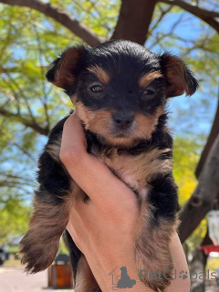 Foto №4. Ich werde verkaufen yorkshire terrier in der Stadt Chorokoitia.  - preis - verhandelt