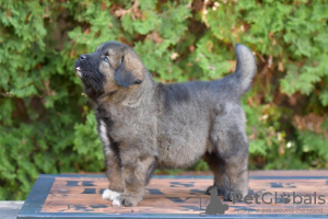 Zusätzliche Fotos: Kaukasische Schäfer hund welpen