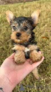 Foto №2 zu Ankündigung № 161252 zu verkaufen  - einkaufen Kroatien 