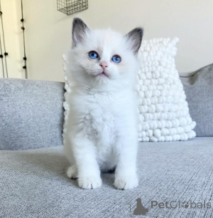 Foto №1. ragdoll-katze - zum Verkauf in der Stadt Pimpama | 2809€ | Ankündigung № 175246