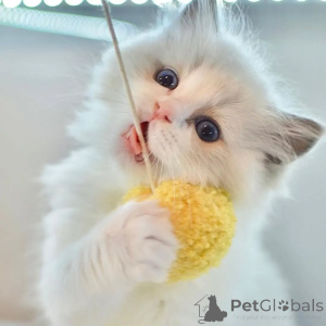 Foto №2 zu Ankündigung № 156263 zu verkaufen ragdoll-katze - einkaufen Island quotient 	ankündigung