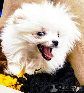 Foto №2 zu Ankündigung № 9977 zu verkaufen pommersche spitz - einkaufen Polen vom kindergarten