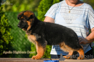 Foto №4. Ich werde verkaufen deutscher schäferhund in der Stadt Odessa. vom kindergarten - preis - verhandelt