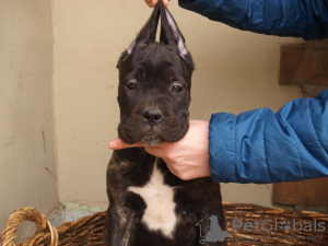 Foto №4. Ich werde verkaufen mischlingshund in der Stadt Zrenjanin. quotient 	ankündigung - preis - 100€