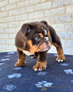 Foto №2 zu Ankündigung № 176954 zu verkaufen englische bulldogge - einkaufen Deutschland quotient 	ankündigung