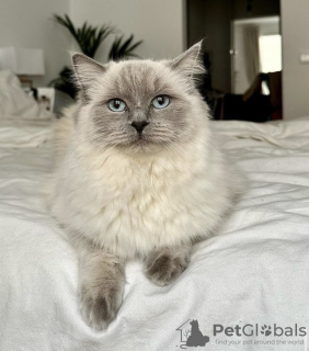 Foto №3. Ragdoll-Katze. Deutschland