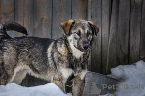 Foto №2 zu Ankündigung № 48378 zu verkaufen mischlingshund - einkaufen Russische Föderation quotient 	ankündigung