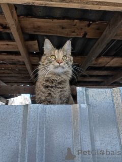 Foto №2 zu Ankündigung № 130370 zu verkaufen  - einkaufen Russische Föderation 