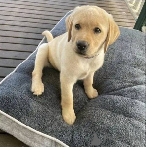 Foto №1. labrador retriever - zum Verkauf in der Stadt Zossen | verhandelt | Ankündigung № 157838
