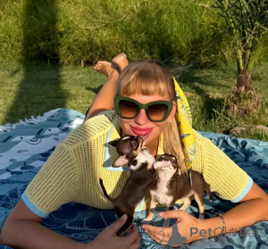 Foto №1. chihuahua - zum Verkauf in der Stadt Tennessee City | 775€ | Ankündigung № 167174