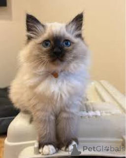 Foto №3. Pyhän birman pentuja myynnissä. Finnland