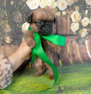 Foto №3. Rothaariges Mädchen Vogel Brabanson. Russische Föderation