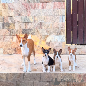 Foto №1. basenji - zum Verkauf in der Stadt Station Nord | verhandelt | Ankündigung № 170480