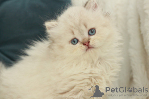 Foto №3. Kätzchen zu verkaufen. Ukraine