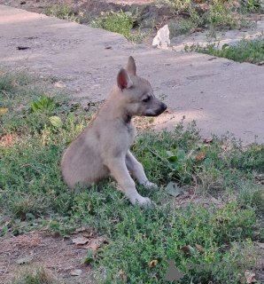 Foto №4. Ich werde verkaufen tschechoslowakischer wolfhund in der Stadt Панчево. züchter - preis - verhandelt