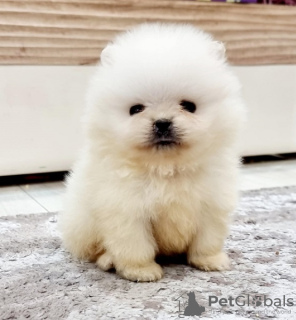 Foto №3. Miniatur-Teetasse weiblicher Zwergspitz. Serbien