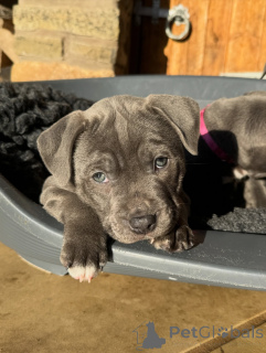 Foto №4. Ich werde verkaufen staffordshire bull terrier in der Stadt Prag. züchter - preis - verhandelt