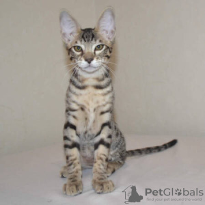 Foto №4. Ich werde verkaufen savannah-katze in der Stadt Berlin.  - preis - 150€