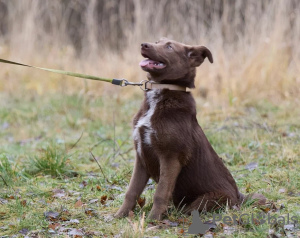Foto №3. Wer braucht Zärtlichkeit?. Russische Föderation