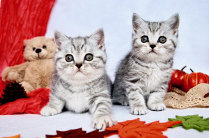Foto №3. Wir haben wunderschöne reinrassige Britisch Kurzhaar Kätzchen in den Farben. Deutschland