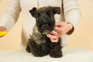 Foto №3. Zwei wundervolle Scottish Terrier Boys. Ukraine