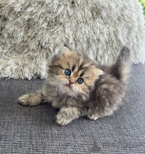 Foto №3. Perserkatze. Deutschland