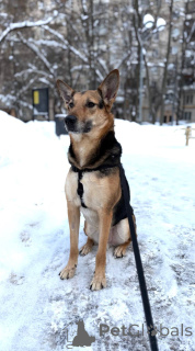 Foto №4. Ich werde verkaufen mischlingshund in der Stadt Chimki. quotient 	ankündigung - preis - Frei